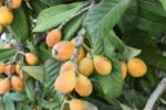 Loquat, or nespole.