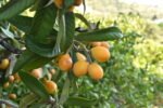Loquat, or nespole.