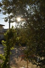 Morning sun through the olives and grape vines on the terrace of the Summer House.