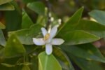 Lemon tree flowers