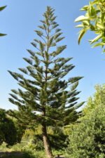 Norfolk pine (Eastern Australia)