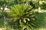 Cycas or Sago palm.