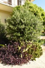 Purple hearts and bunny-years prickly-pears.