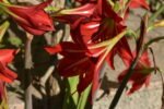 Persian amaryllis.