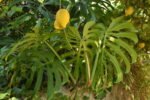 Monstera and lemons.