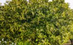 Flowering lemon tree...
With more than 120 various types of citruses on the estate, when the main flowering season arrives (there are more than one) the delicate and enchanting perfume invades and penetrates everywhere, day and night. Heaven!