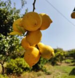 Front gardens. Now this is the very definition of a low hanging fruits. Unless you lower your head or harvest and squeeze them you will risk to bang your head constantly.