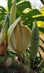 Front Terrace. This is the very rare and exquisite giant flower and fruit of the Monstera tropicla plant. It basically never grows on an appartment plant and only in particular conditions on an outdoor one. On ours, is almost every year! Proud and amazed by it.