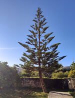 The Guardian - the Norfolk pine, a true living fossil originating from the Island of Norfolk, North-East of Australia.