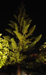 The Guardian - the Norfolk pine, a true living fossil originating from the Island of Norfolk, North-East of Australia.