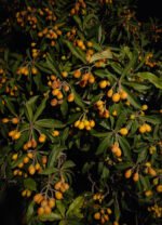Loquat, or nespole.
