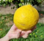 The Sicilian cedras, a giant variety of lemons that can be eaten raw or sundried, thick skin included.