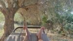 Siesta under the olives