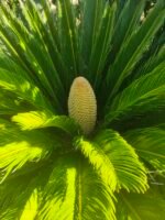 Cycas or Sago Palm with male flower.