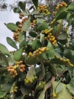 Prickly pears, or Figues de Barbarie, of Fichi d'India.