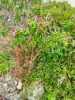 Mirabilis, or Four-a-clock flower.