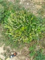 Lemon scented thyme.