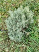 Curry plant, or curry flavored helicrysum (italicum).