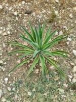 Agave. They can grow up to 2-3 meters in diameter in 20-25 years and at the end of their life they grow a very large tree like inflorescence 5-8 high and then they die.