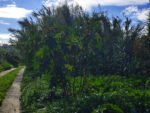 The (long) road from the Main Gate through the Bamboo Forest to the Villa.