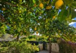 Everywhere you turn your head, you are surrounded by rich and luxurious vegetation. A rare and precious thing in Sicily.