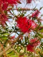 Callistemon tree flowers. The tree can flower four-six times a year.