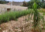 The lavander row and the Pied d'Elephant, or Ponytail Palm (Beaucarnea) in the rear Mediterranean Garden.