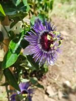 Passion flower (Passiflora caerulea).