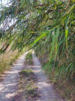 The Bamboo Forest along the route from the Main Gate to the Villa.